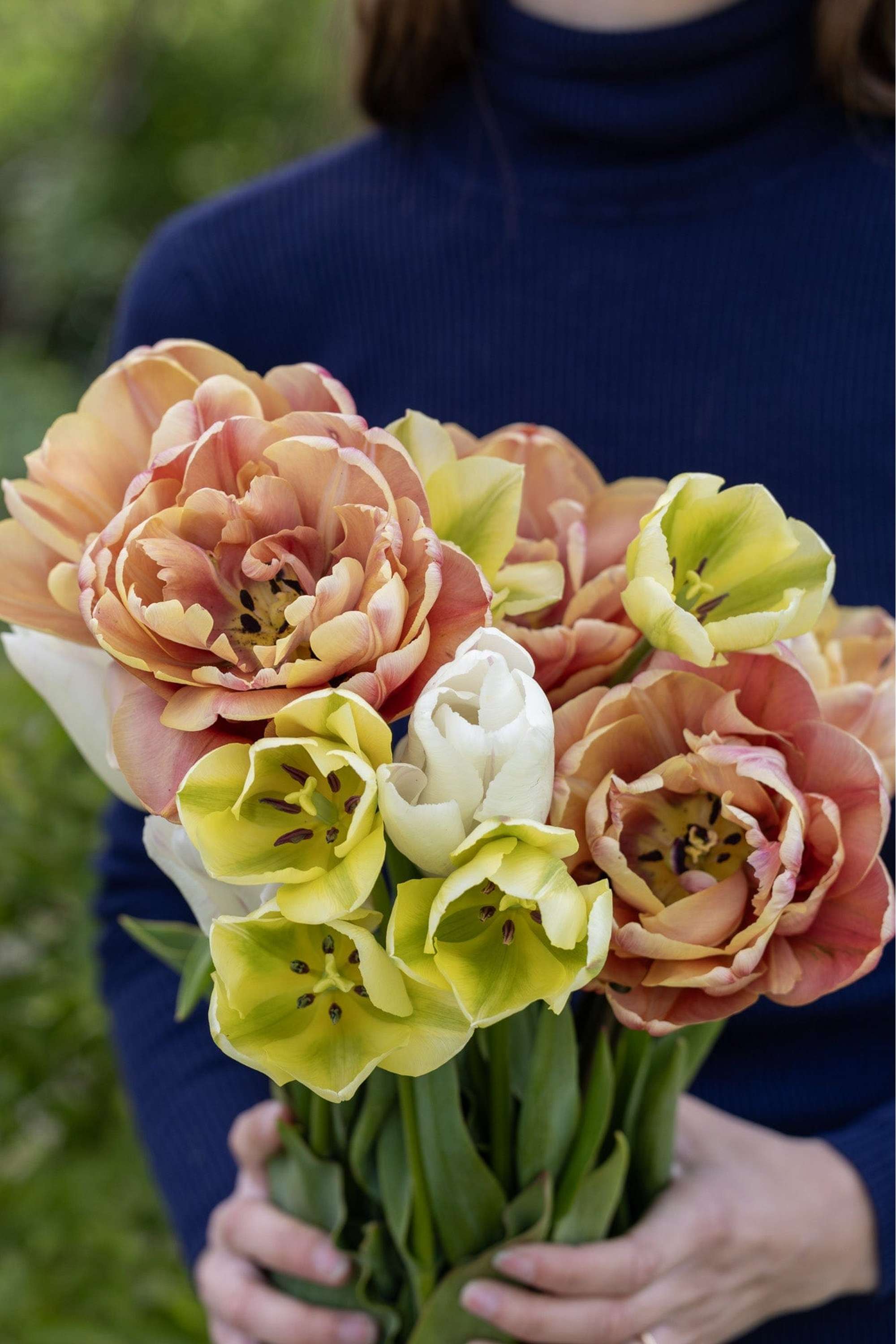 Tulpenmischung 'Antique Lemon'